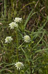 Clustered bushmint